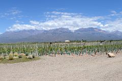 05-02 Gimenez Rilli Winey With Mountains Beyond On The Uco Valley Wine Tour Mendoza